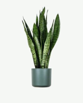 Sansevieria Laurentii