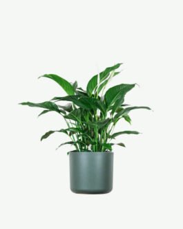 Spathiphyllum