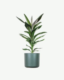 Dracaena Lisa