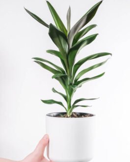 Dracaena Lisa