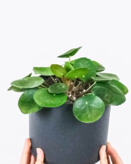 Peperomia Lemon Lime
