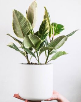 Calathea Beauty Star