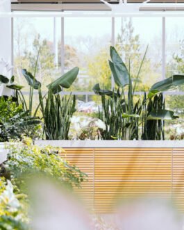 Alocasia Regal Shield